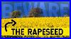 Rapeseed Beware The Plant That Makes Jet Fuel It S Not What You Think